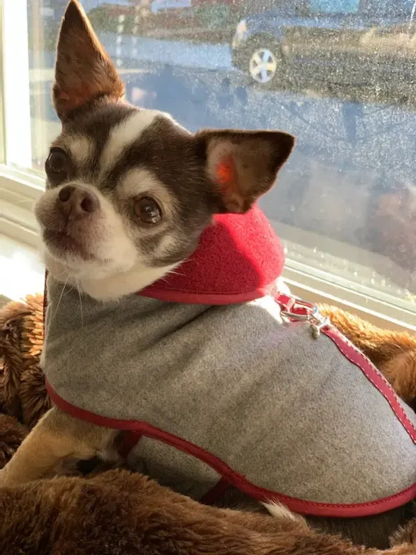 Gray Flannel Teacup Warm Tiny Dog Winter Coat | 3 LBS to 8 LBS